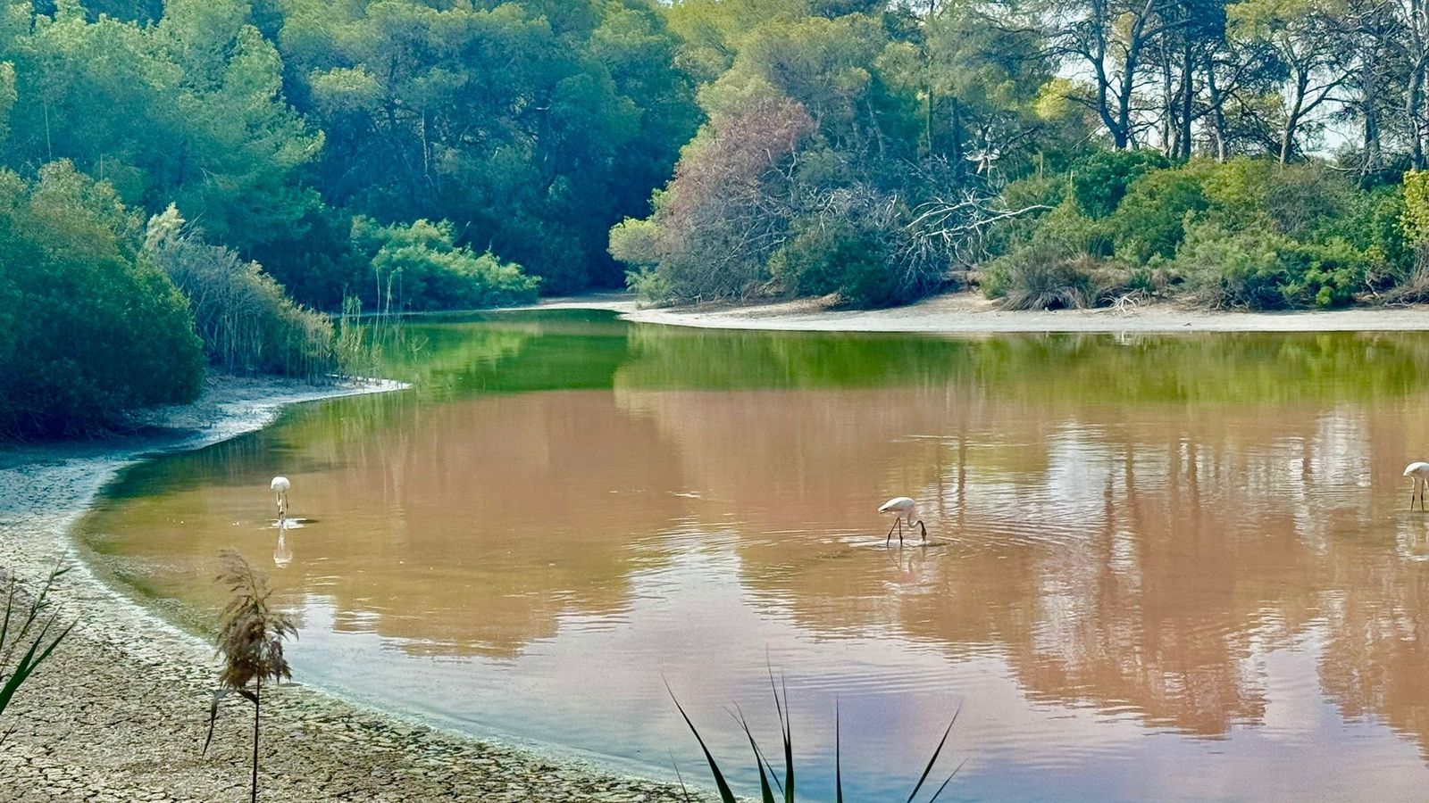 La llacuna del Racó de l'Olla, este dijous