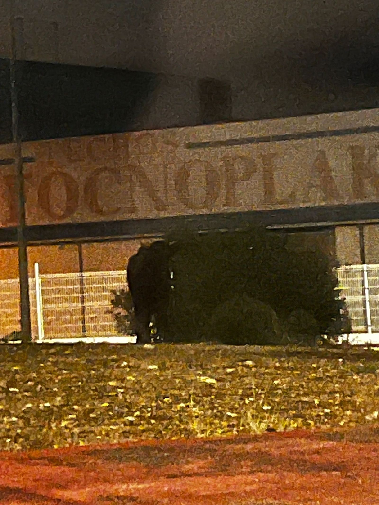 Imatge de l'animal el passat dia 10 de desembre