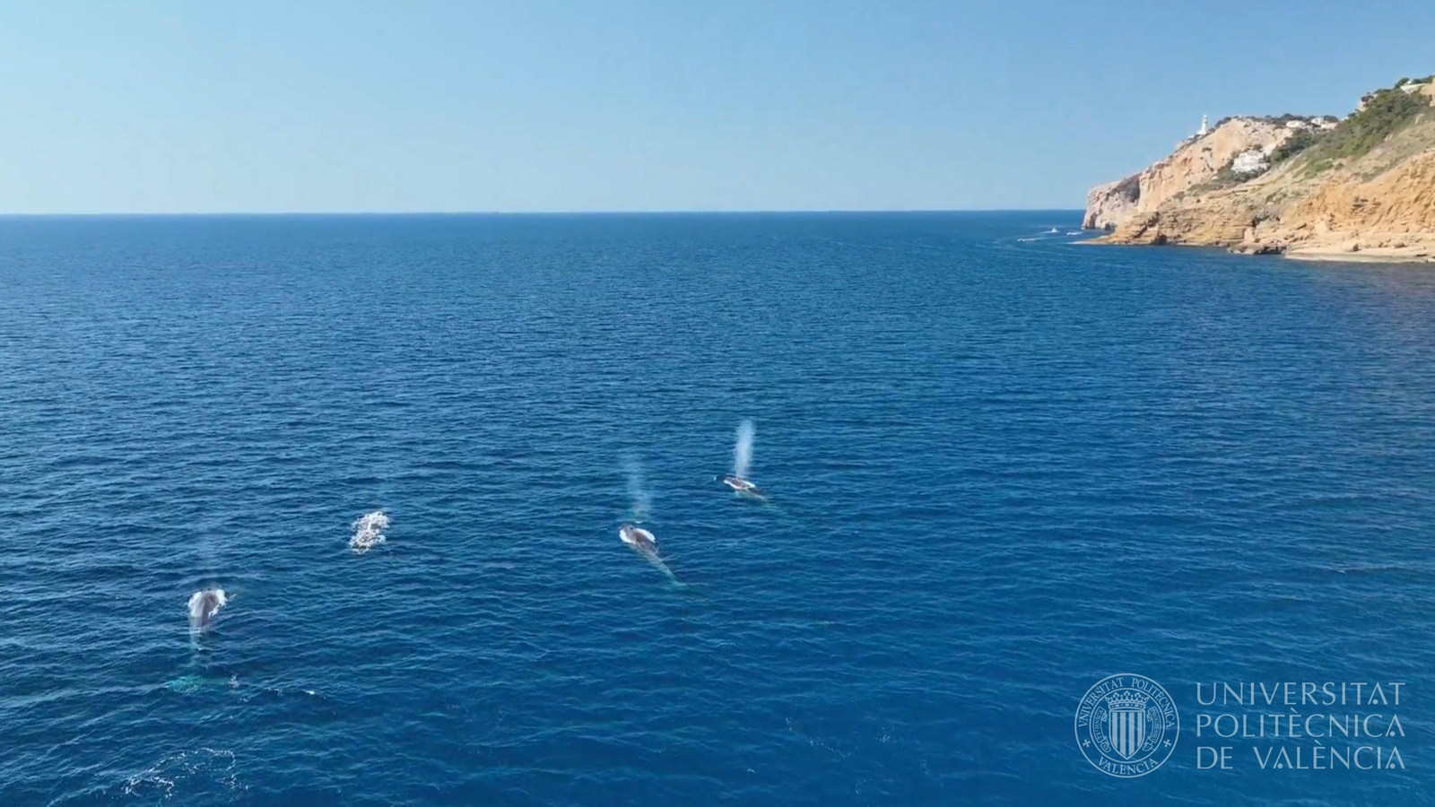 Un grup de rorquals al pas per les costes de Dénia