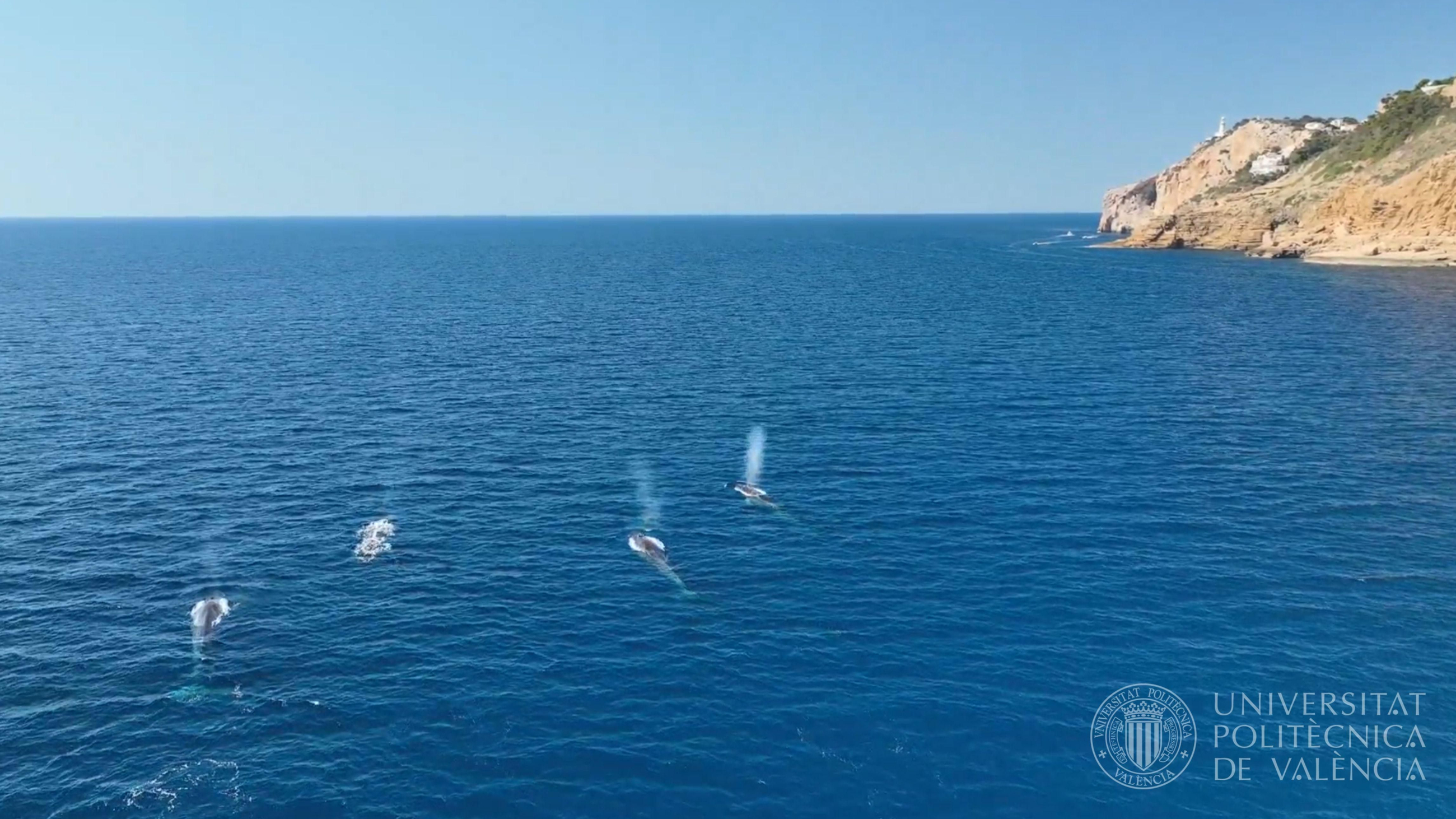 Un grup de rorquals al pas per les costes de Dénia Un grup de rorquals al pas per les costes de Dénia