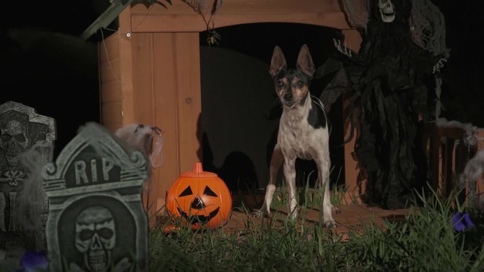 27.10.2018 | Criatures fascinants: ‘Animalades’ especial Halloween