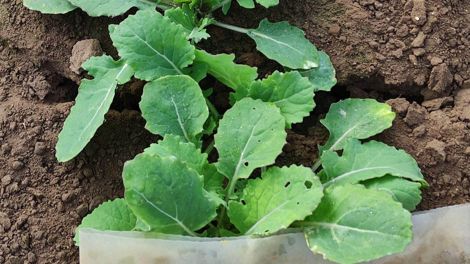 Les aus que busquen tranquil·litat a l'horta acaben picotejant les hortalisses i llancen a perdre fins al 30% o 40% de les collites