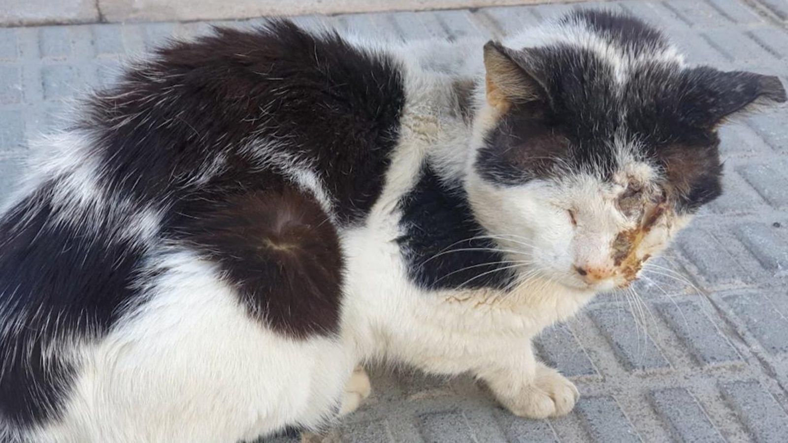Multes que arriben a 600.000 euros per maltractar animals