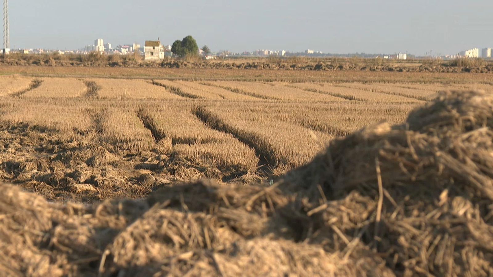 VÍDEO | La solució definitiva a la crema de la palla de l’arròs