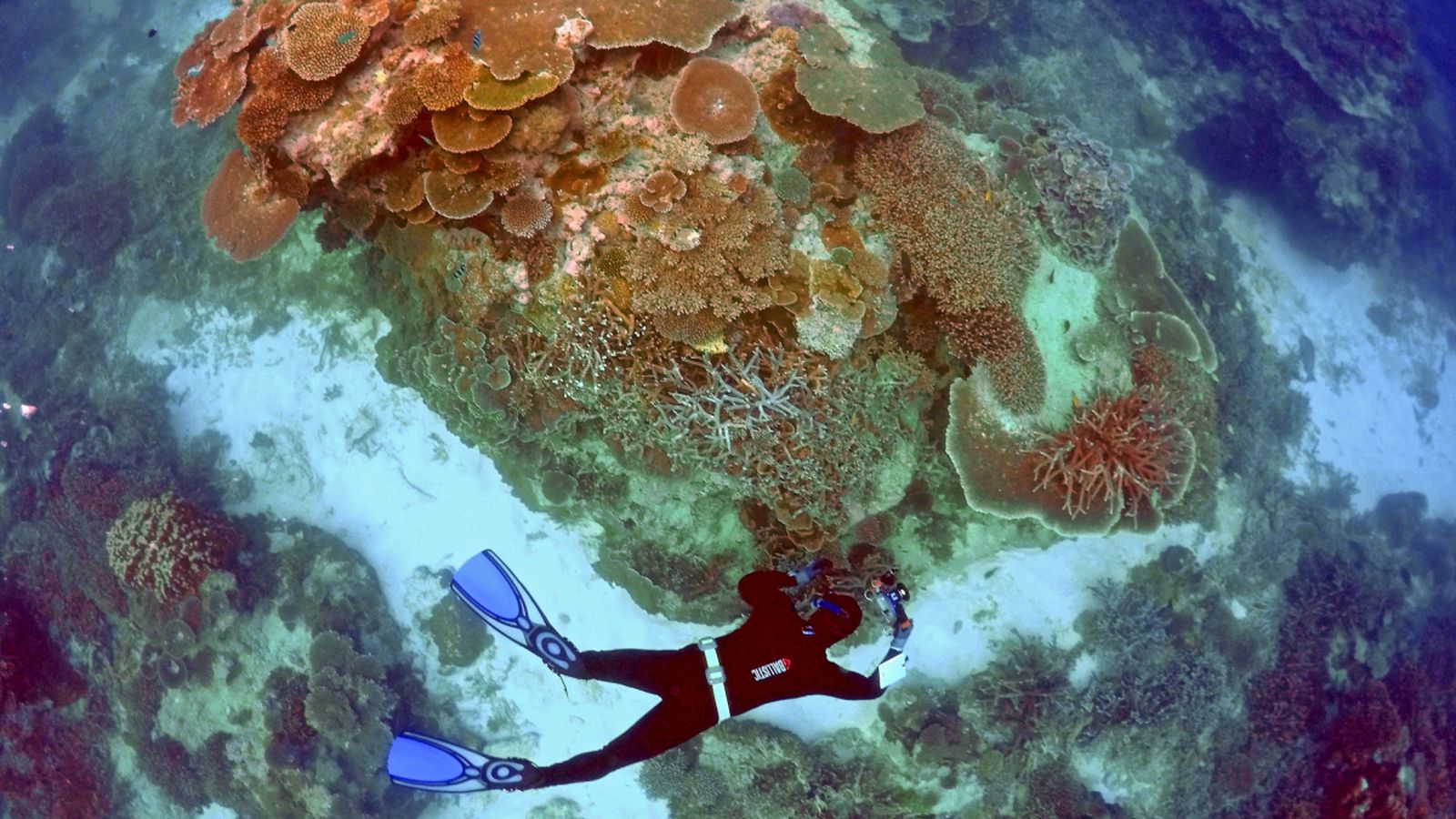La Gran Barrera de Coral és una de les meravelles naturals del món i Patromoni de la Humanitat per la UNESCO