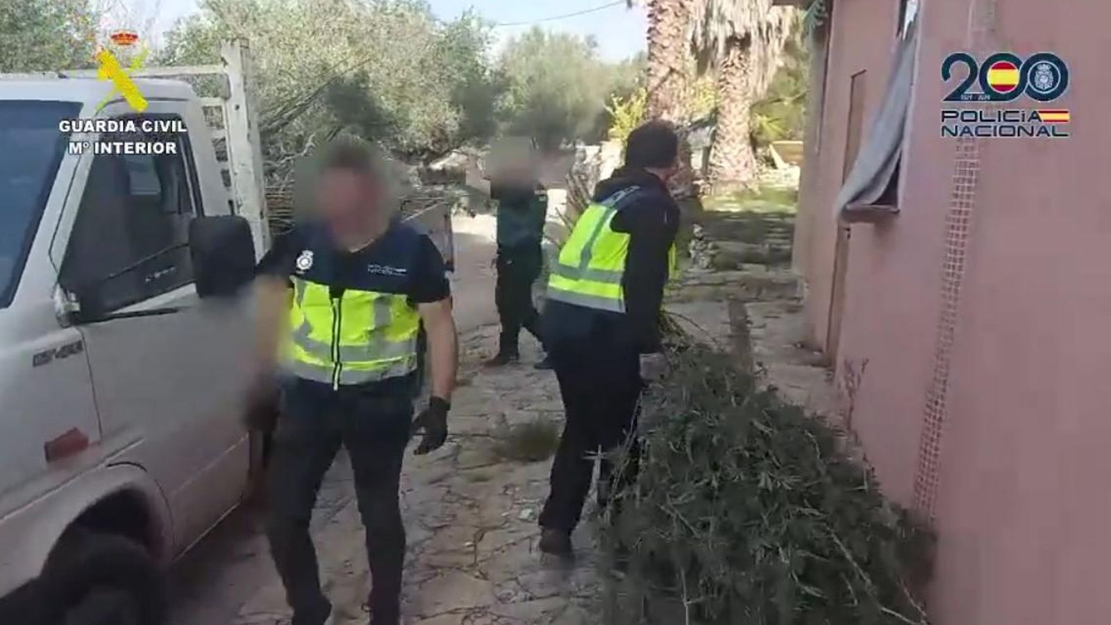 Els agents han confiscat 800 plantes de marihuaba