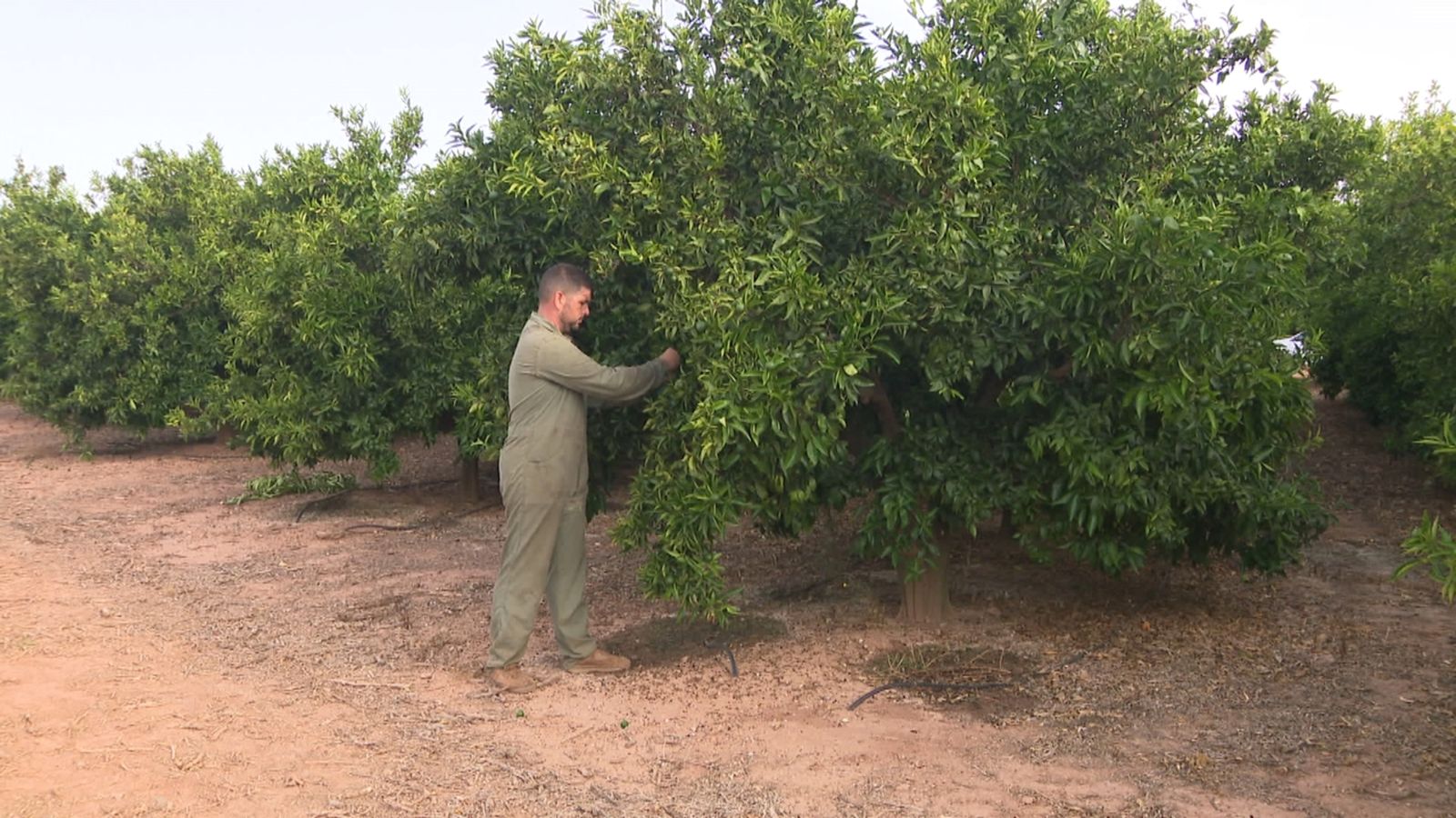 Preocupació pel descens de la producció de cítrics valencians