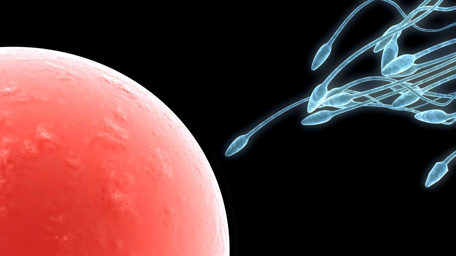 Imatge d'uns espermatozoides i un òvul