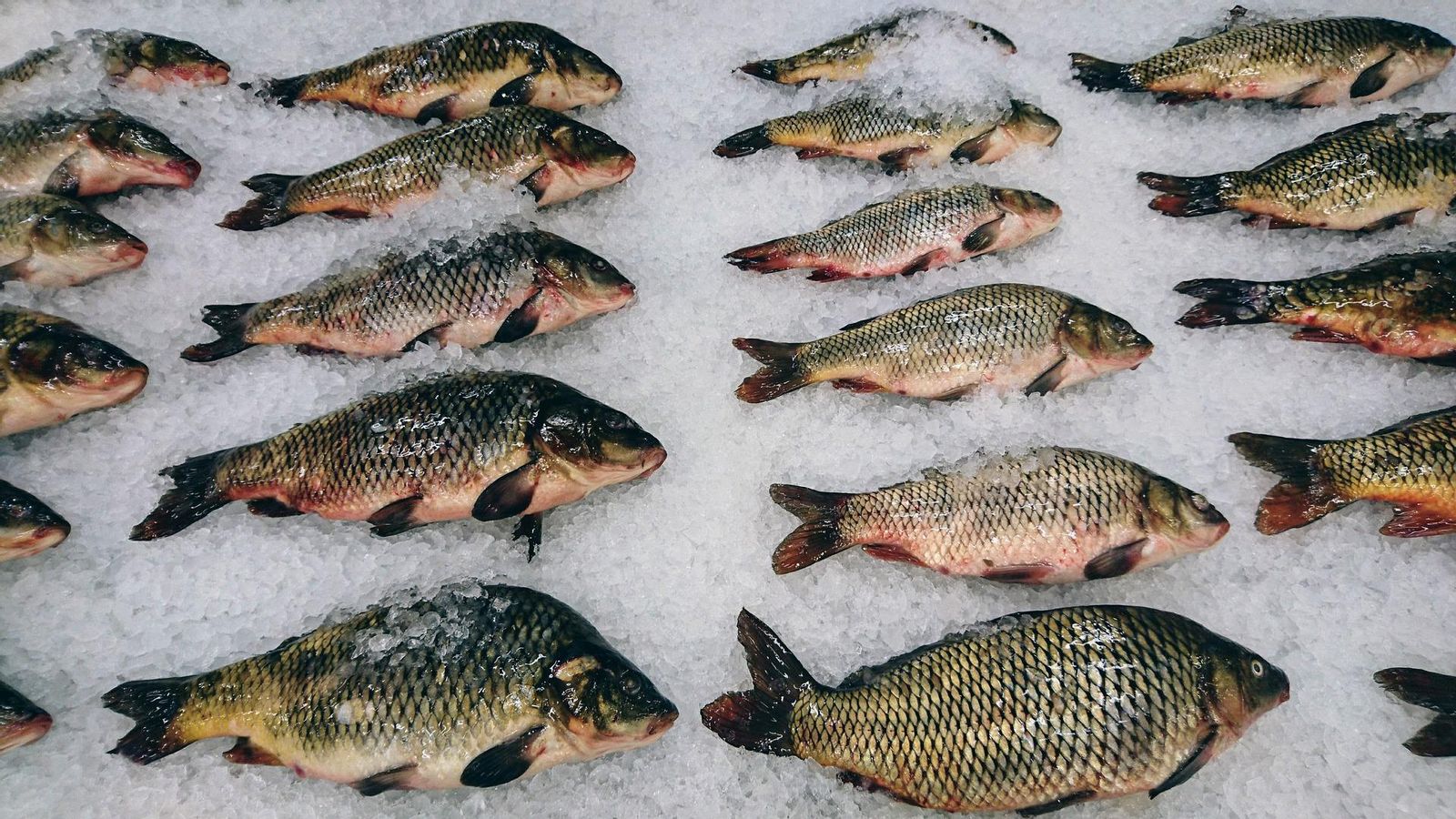 La carpa és un peix popular a la Xina perquè la carn és tendra El carpín (Carassius carassius) és un peix popular a la Xina per la seua carn tendra