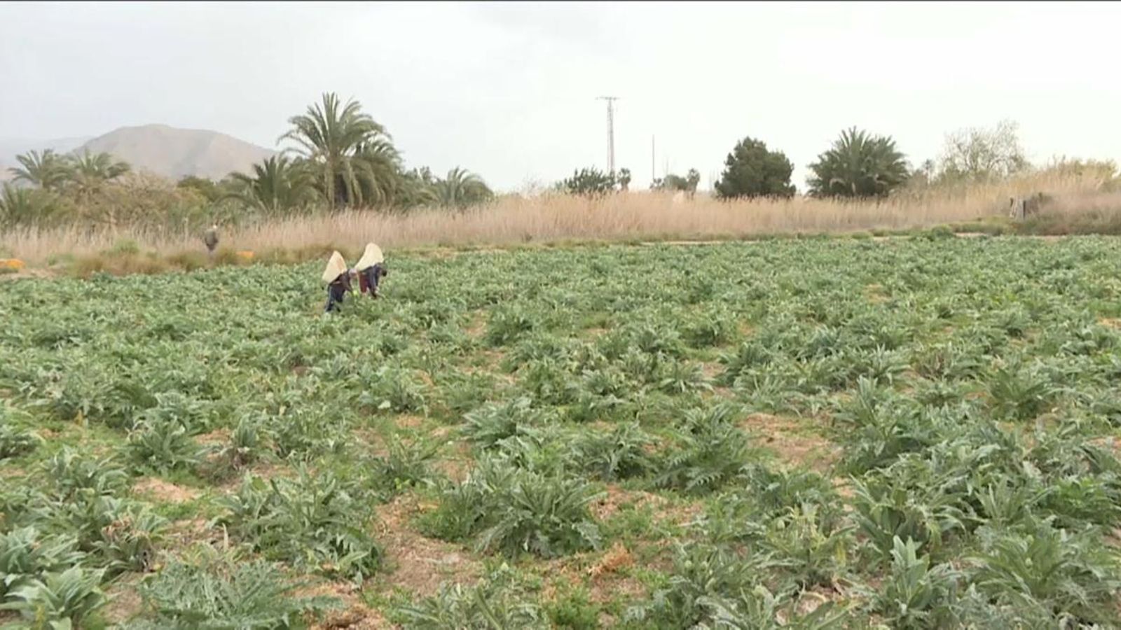 VÍDEO | Els regants aposten per compatibilitzar els interessos dels llauradors i el cabdal ecològic del Tajo-Segura