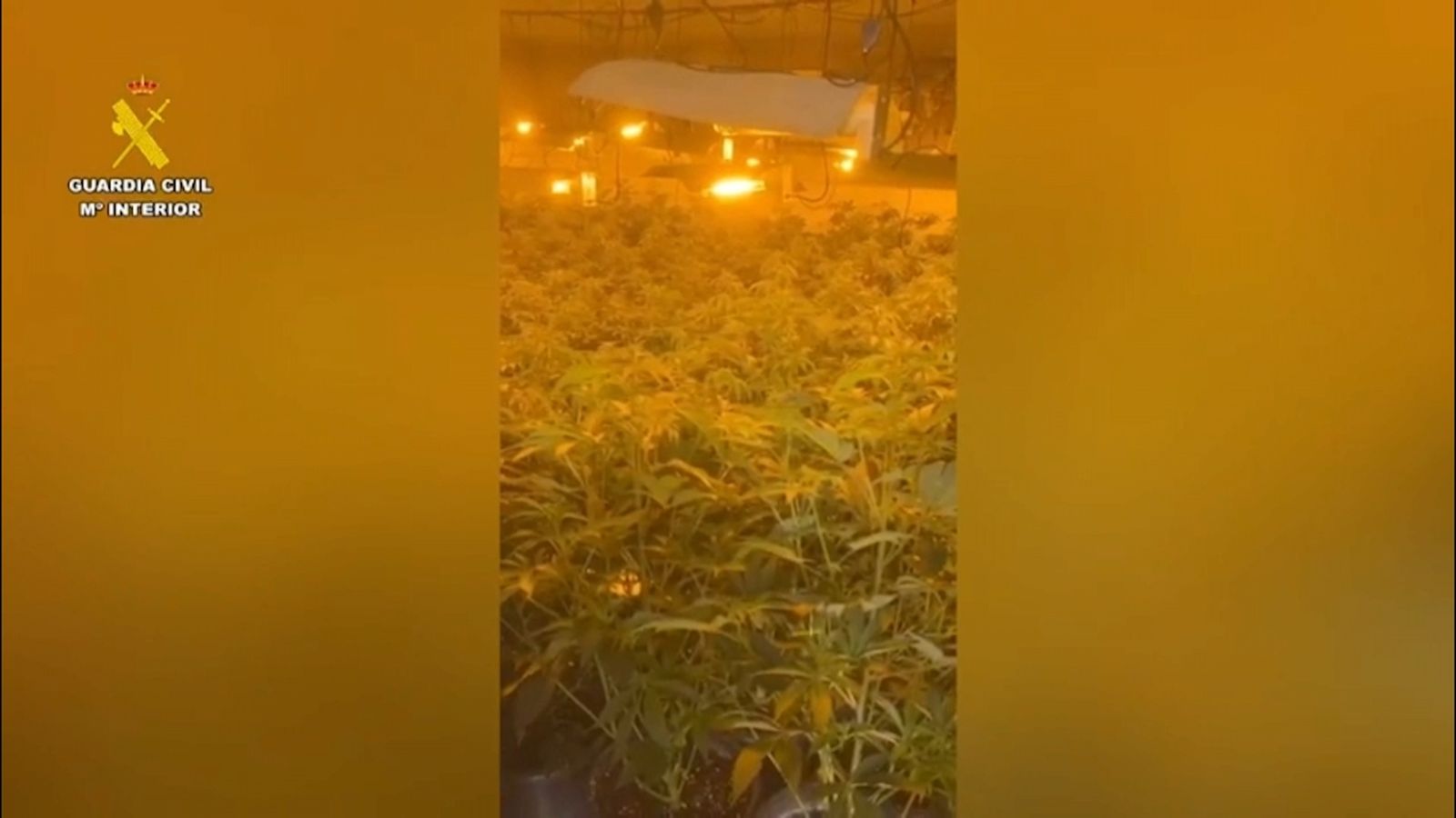 Localitzen una vivenda amb més de 150 plantes de marihuana a Benicarló