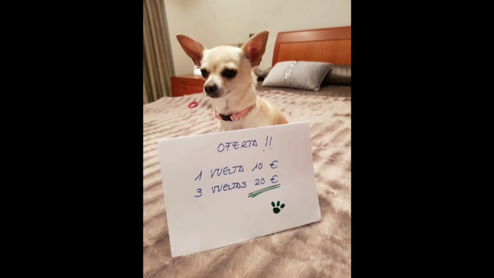 17.03.2020 | Xarxes | NM Passejar el gos en estat d’alarma