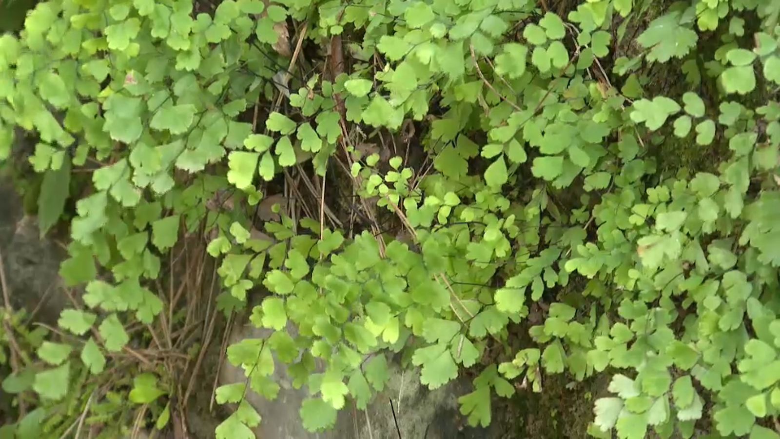 La falzia creix en zones humides