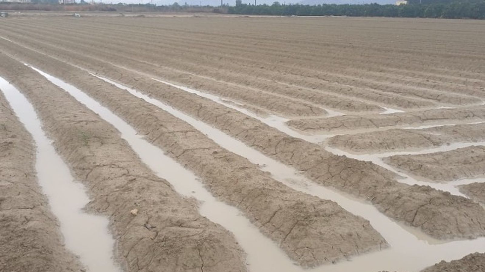 Un camp d'hortalisses de la província d'Alacant, on s'aprecia els efectes de la pluja d'este dijous
