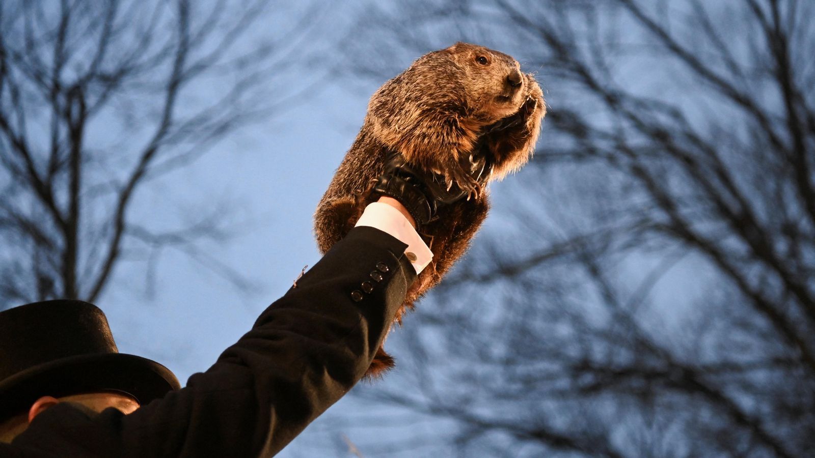 La marmota Phil pronostica una primavera avançada