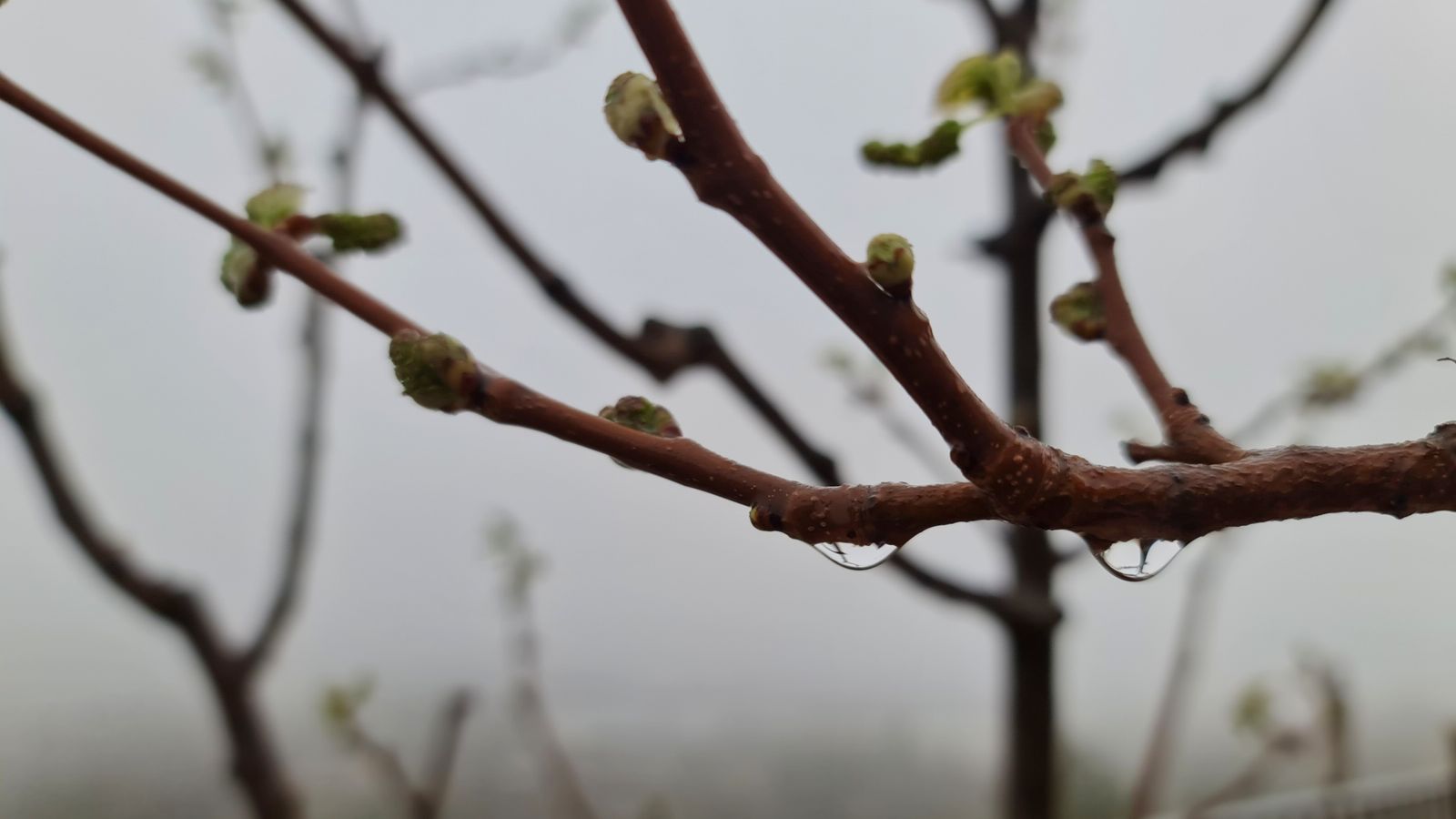 BOCAIRENT, VALL D'ALBAIDA
