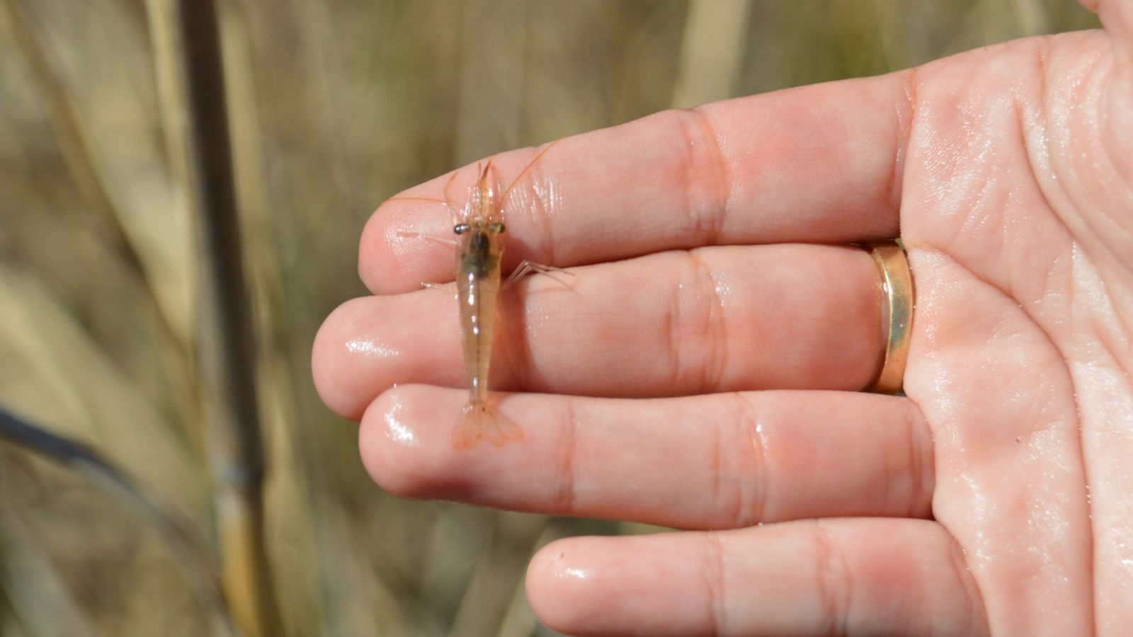 La gambeta d'aigua dolça és un crustaci endèmic que viu en aigües de qualitat excel·lent.