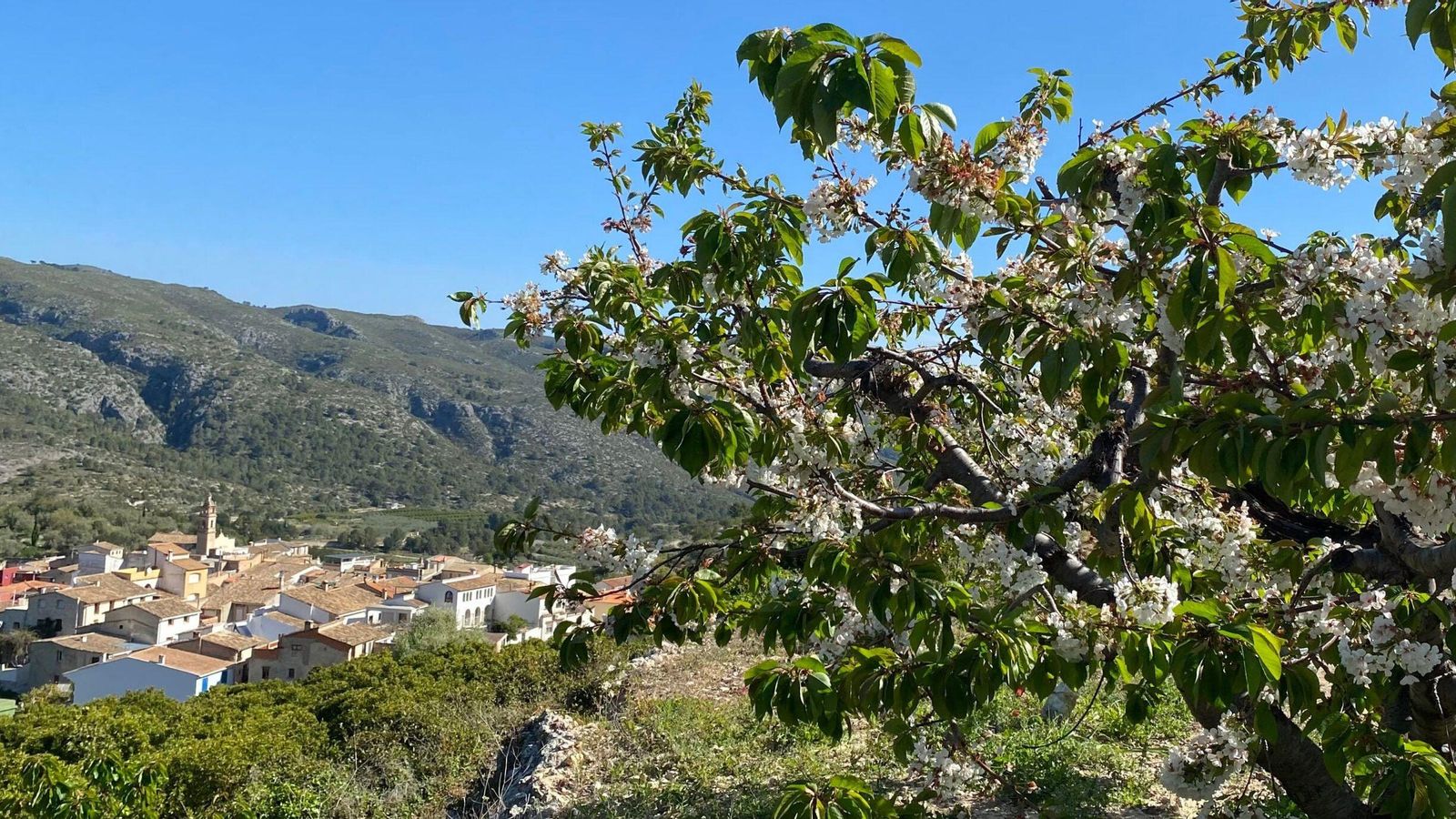 Camps de cirerers a la Vall de Gallinera