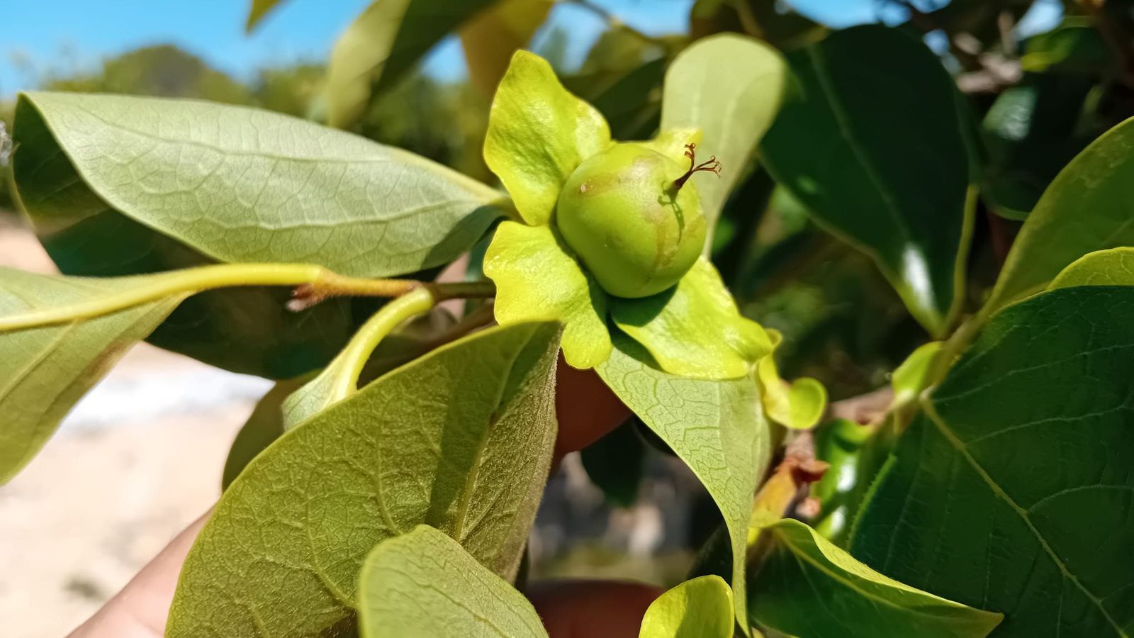 Efectes de la nova plaga en els caquis valencians