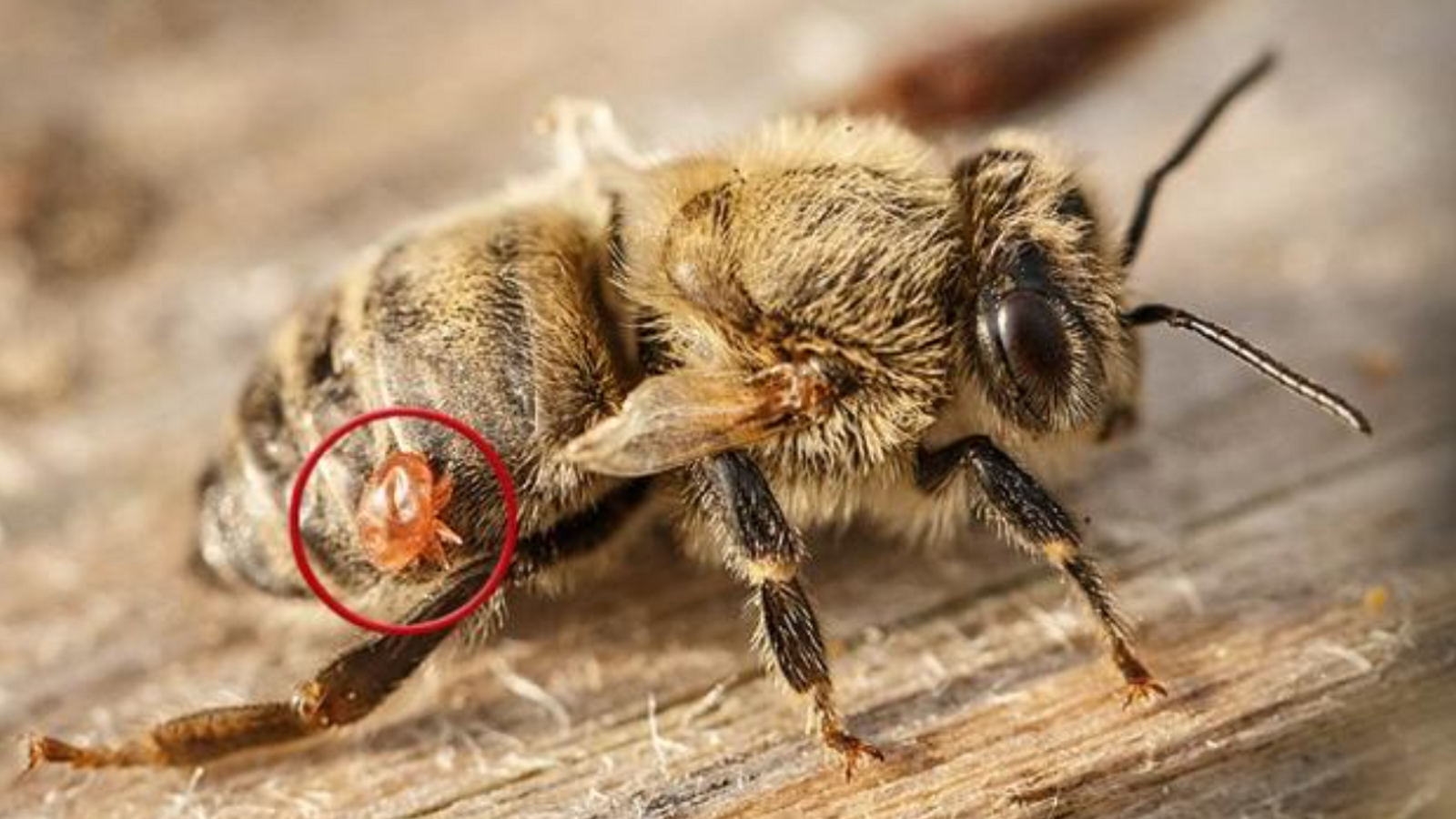 Imatge d'una abella amb un Varroa destructor pegat al seu cos