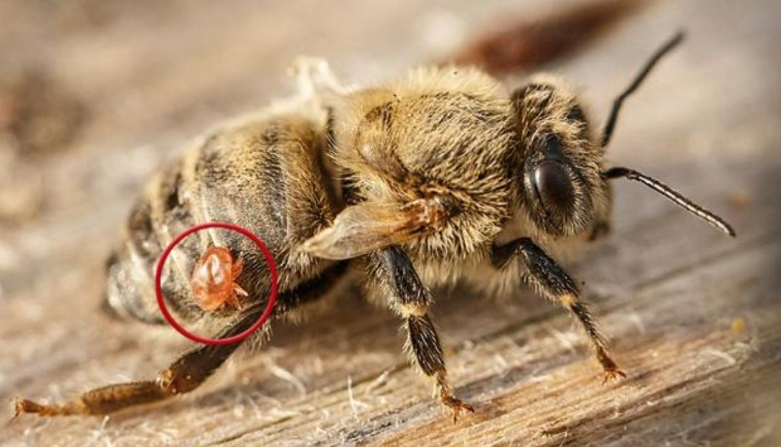 Imatge d'una abella amb un Varroa destructor pegat al seu cos