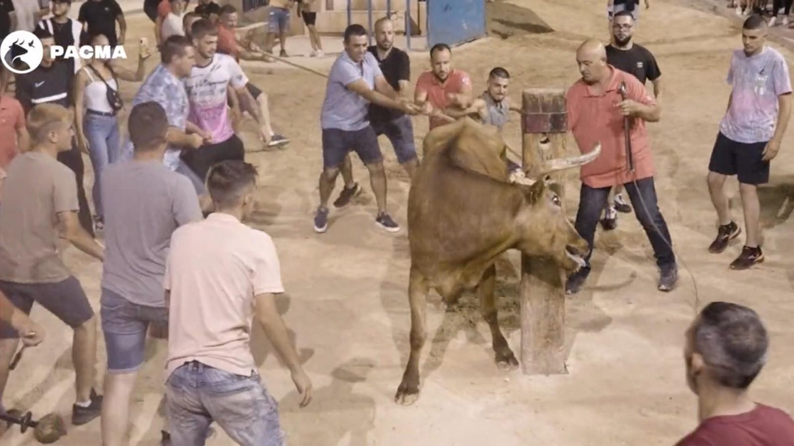 Bou embolat a les festes de Godelleta