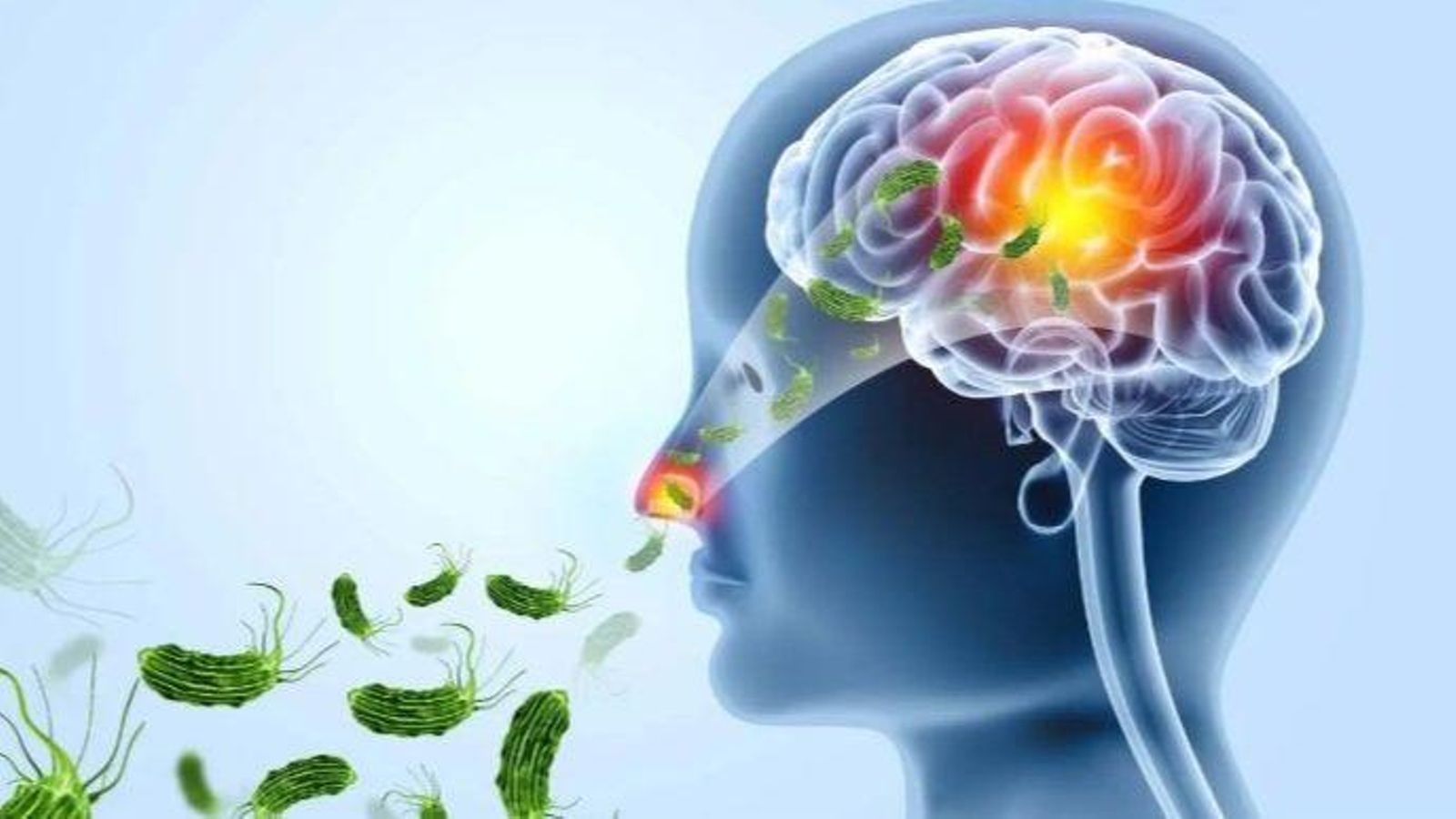 L'ameba comecerebros entra pel nas i arriba al cervell on és mortal