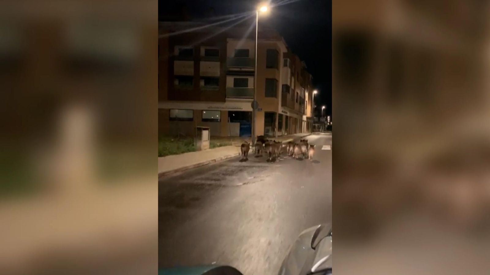 Porcs senglars a Carcaixent