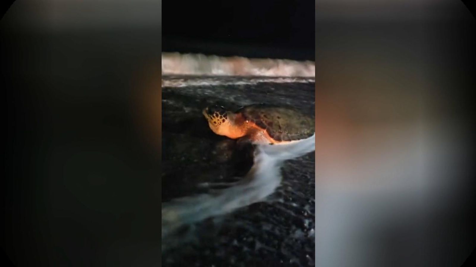 Una tortuga babaua a la platja de Nules, este dilluns