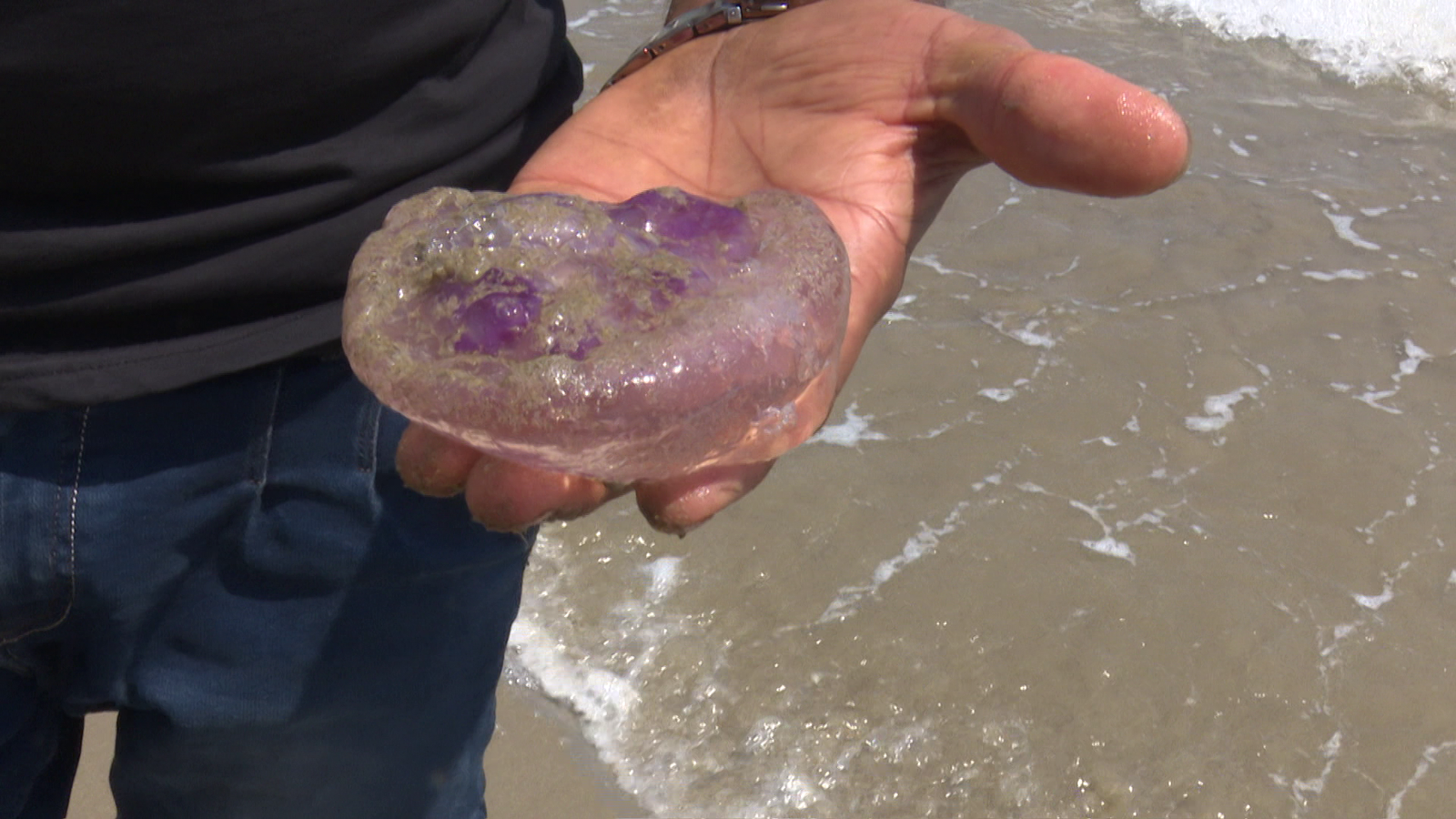Medusa a la platja de Castelló