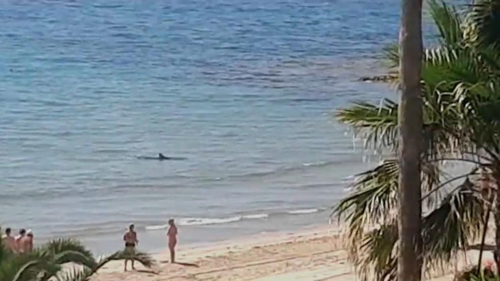 Albiren una tintorera a la costa d'Oriola