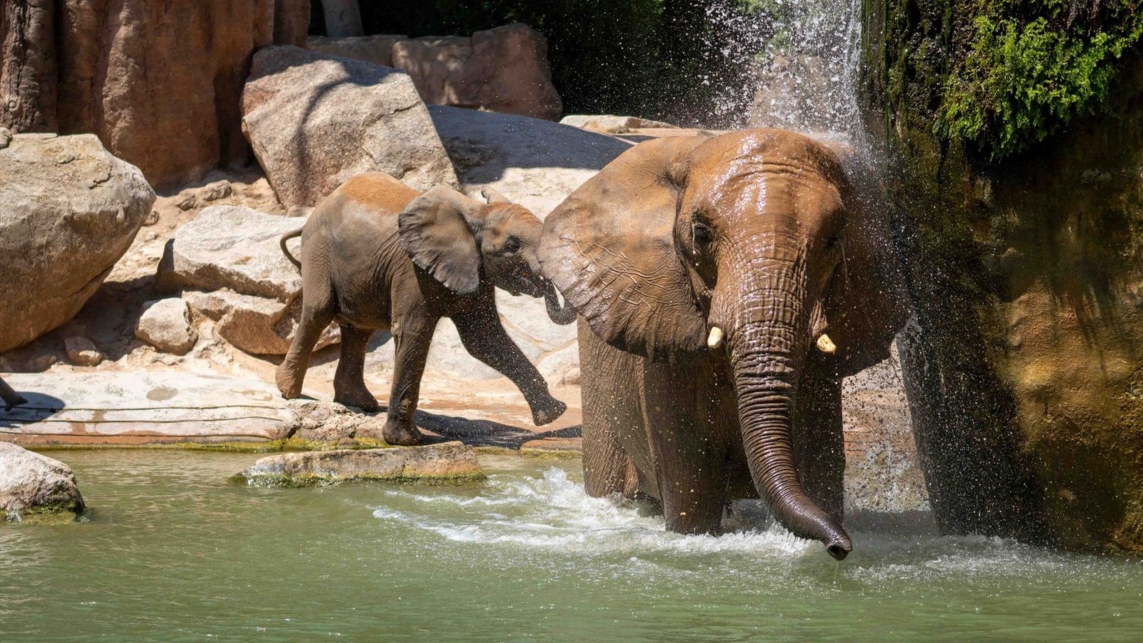 Elefants del Bioparc de València