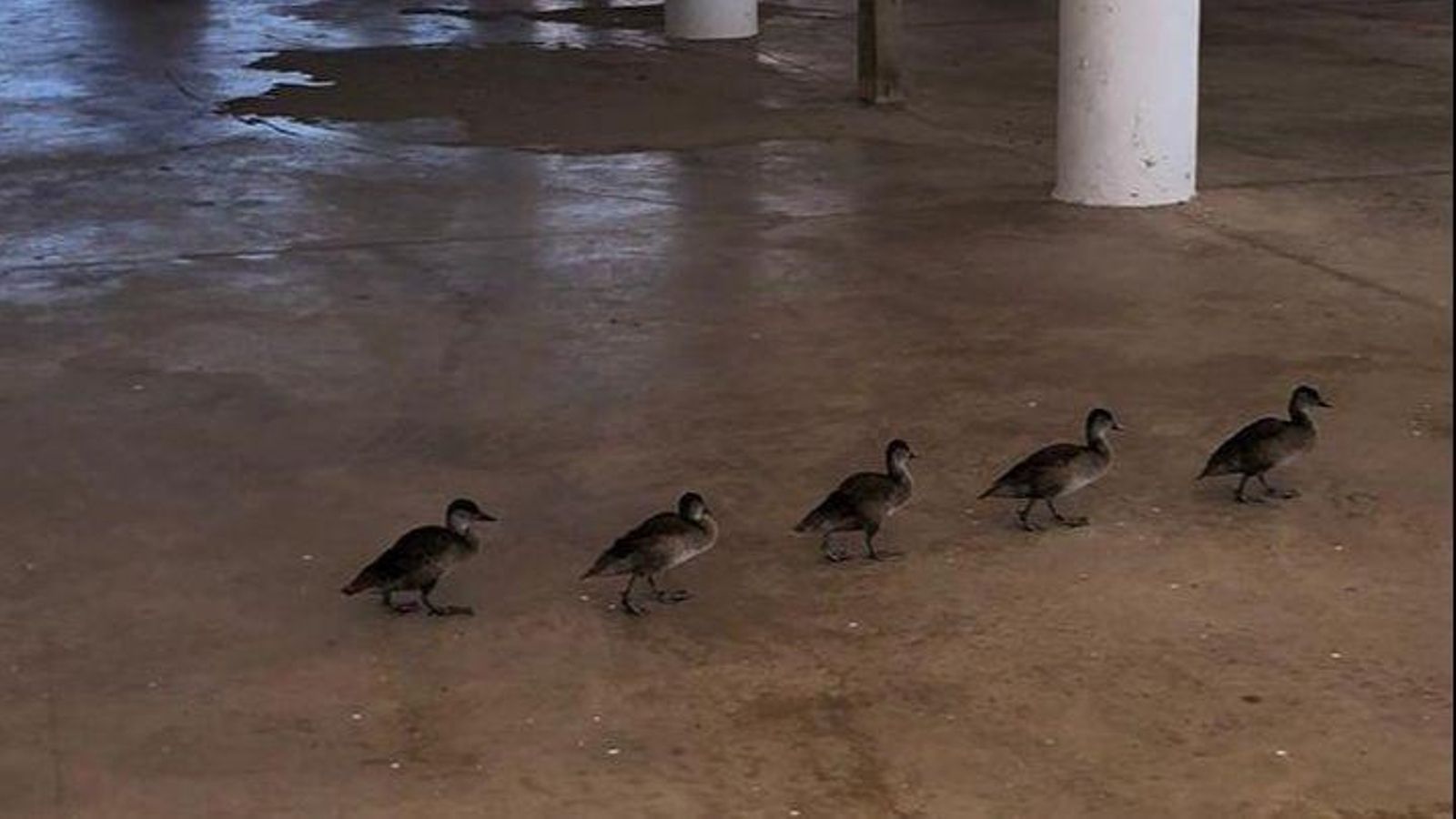 Les cinc cries de sivert desorientades