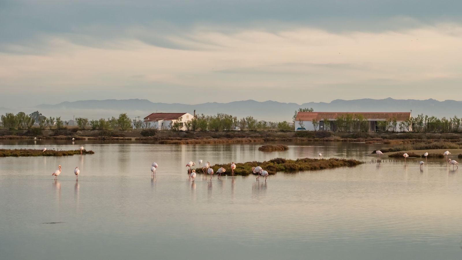 Flamencs a l'Albufera
