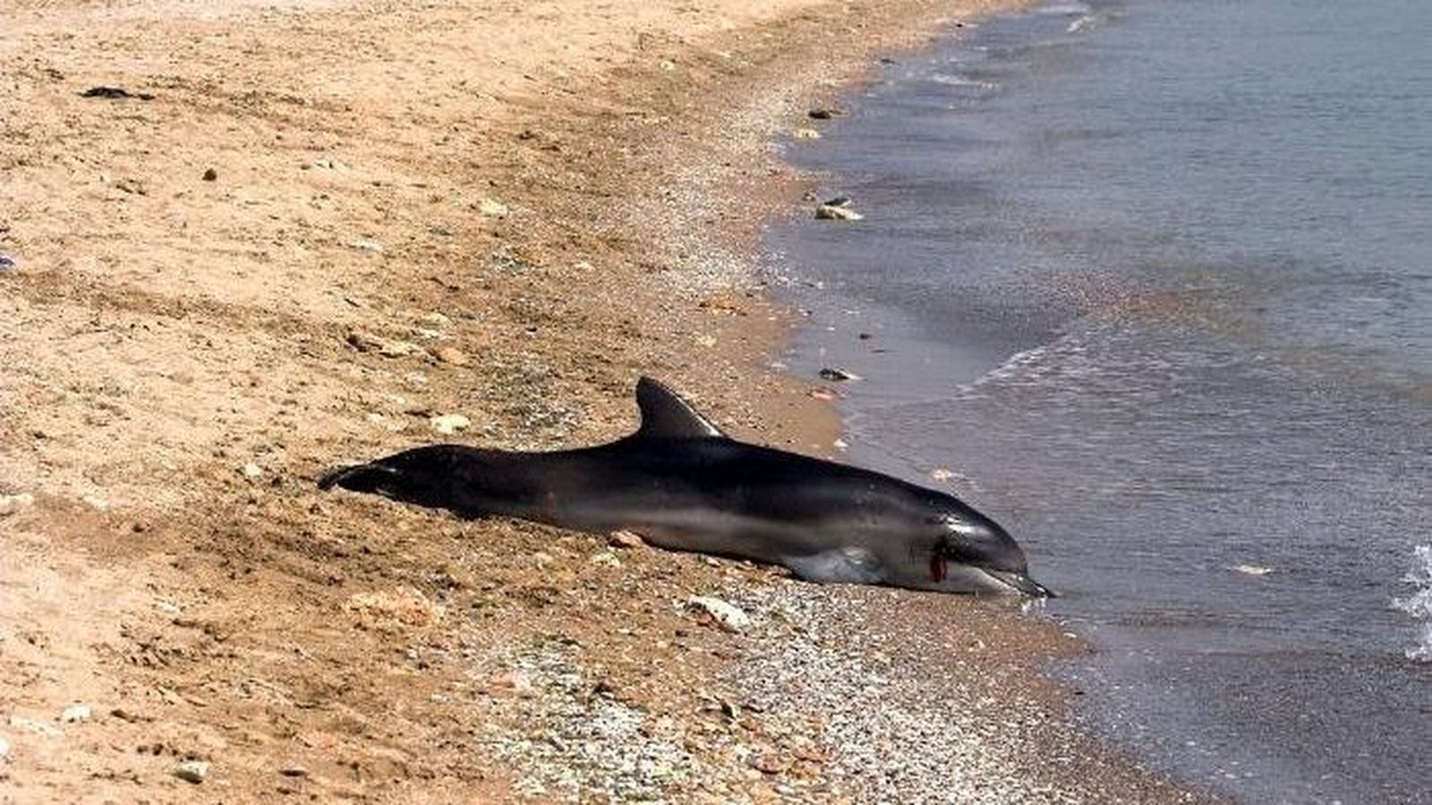Un dofí mort en la costa d'Odessa