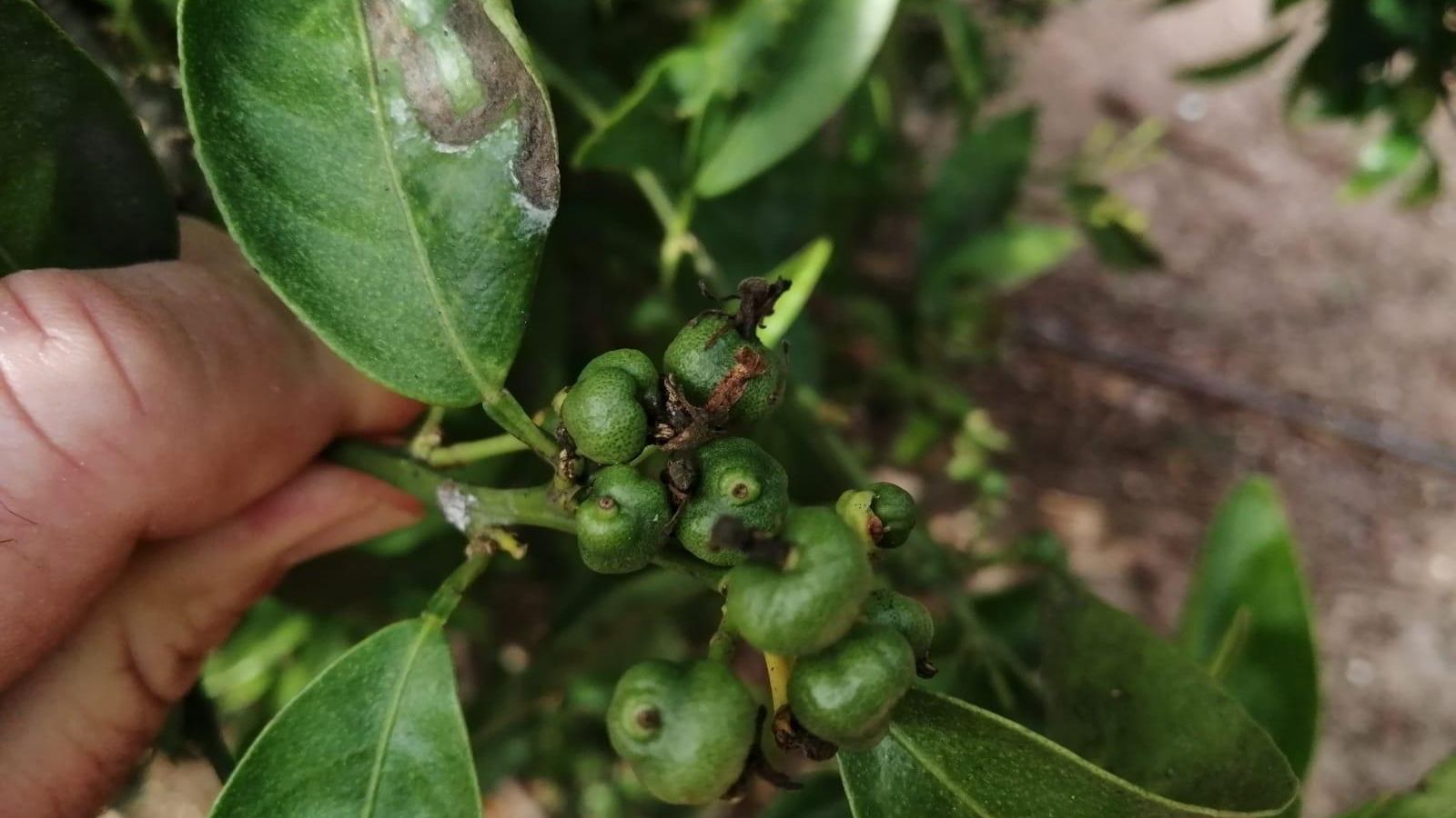 Cítric afectat pel cotonet La lluita contra el cotonet eleva un 55% els costos de producció dels cítrics, segons un estudi de la Va unir