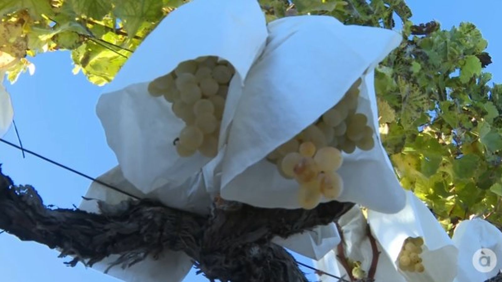 Cultiu de Raïm de taula embossat del Vinalopó