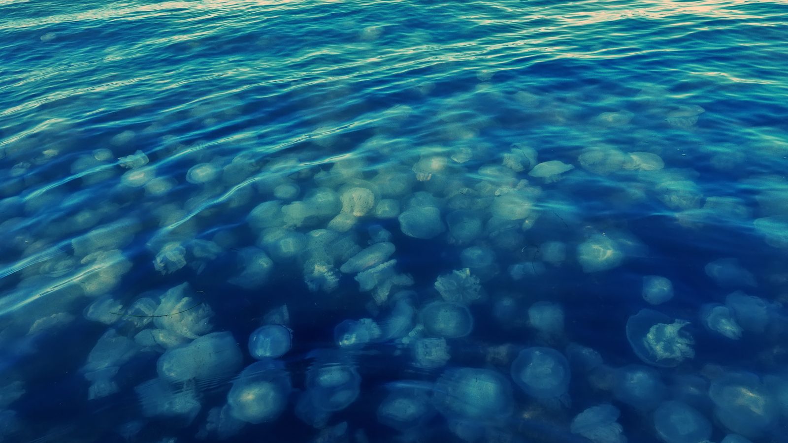 Imatge d'arxiu d'un banc de meduses.