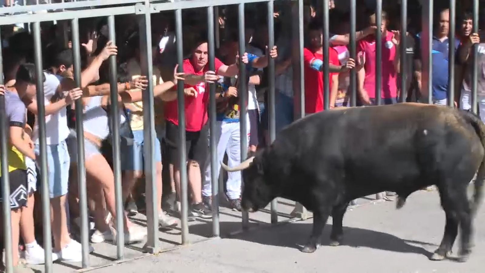 Una imatge, en arxiu, d'un acte de bous al carrer