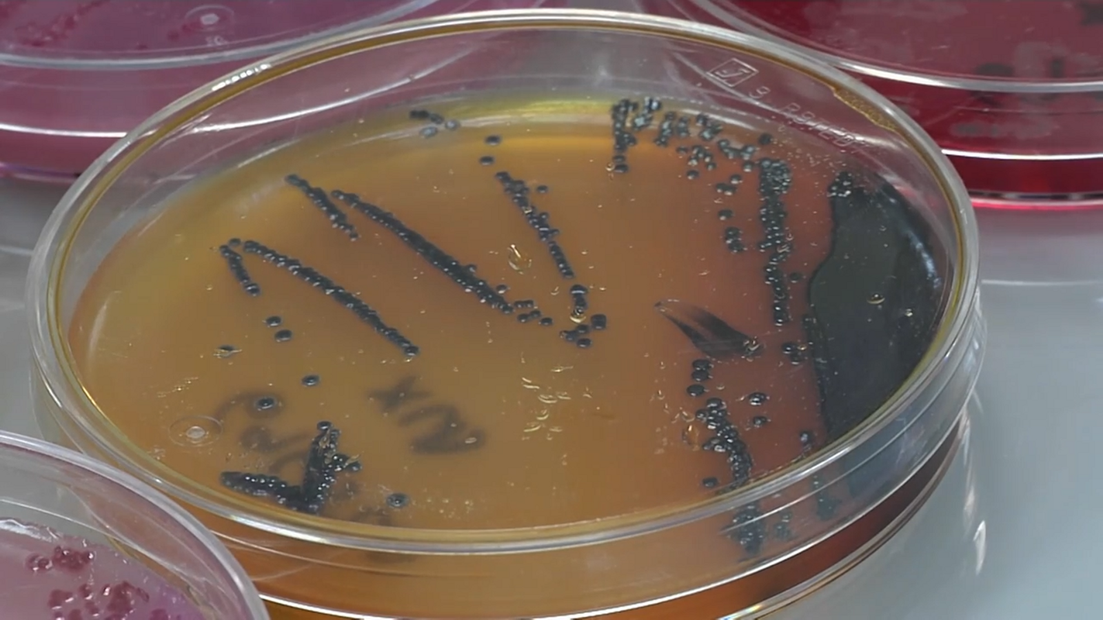 Creix la presència de coronavirus a les clavegueres dels barris de Malilla i Sant Marcel·lí de València