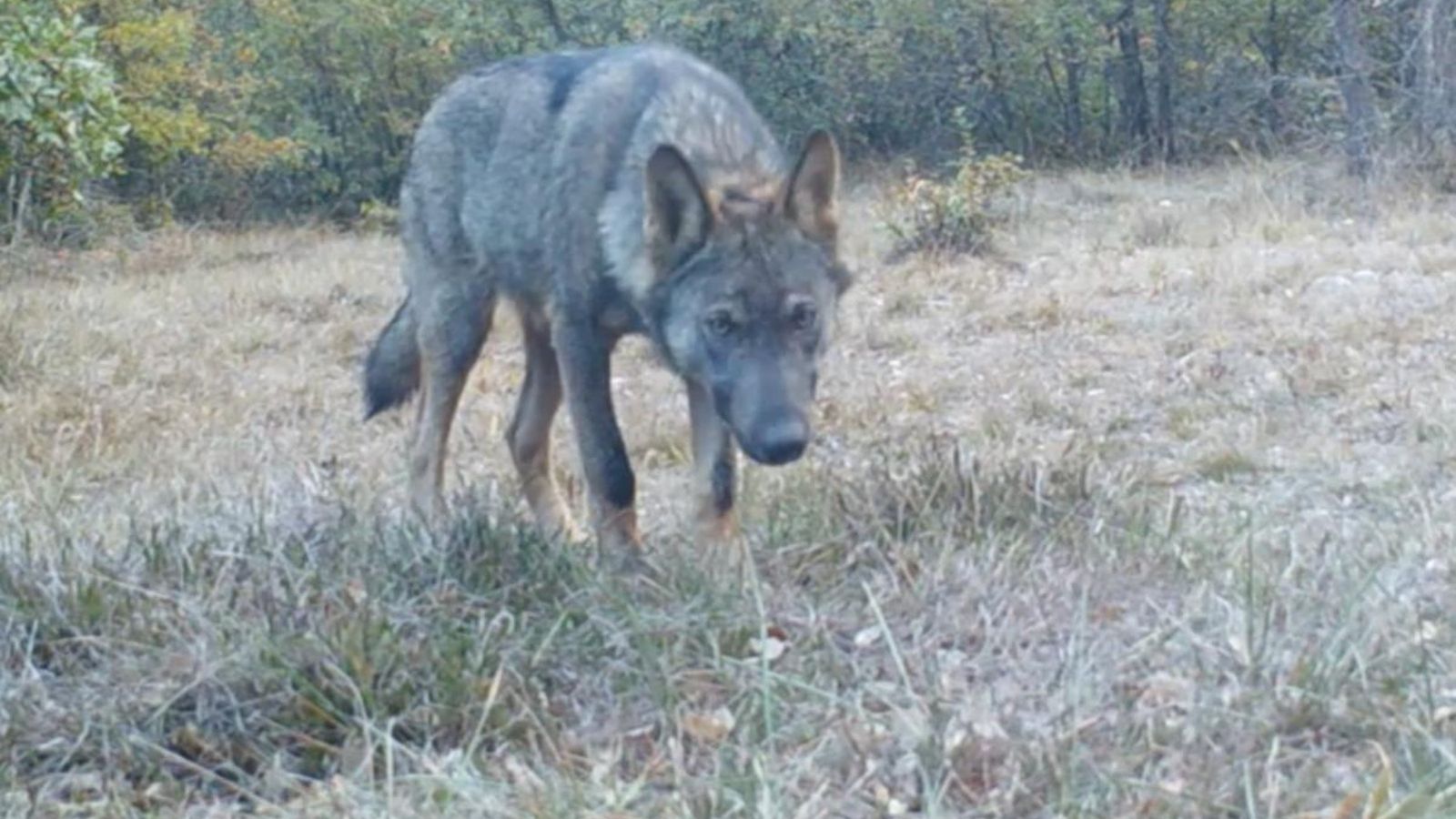 Caçar llops ibèrics ja és delicte