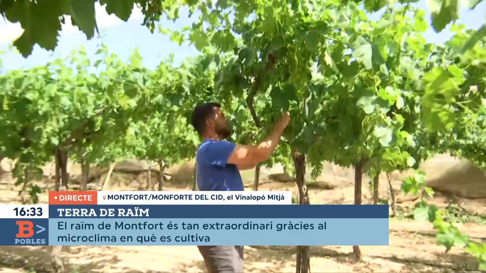 07.06.2022 | Terra de raïm