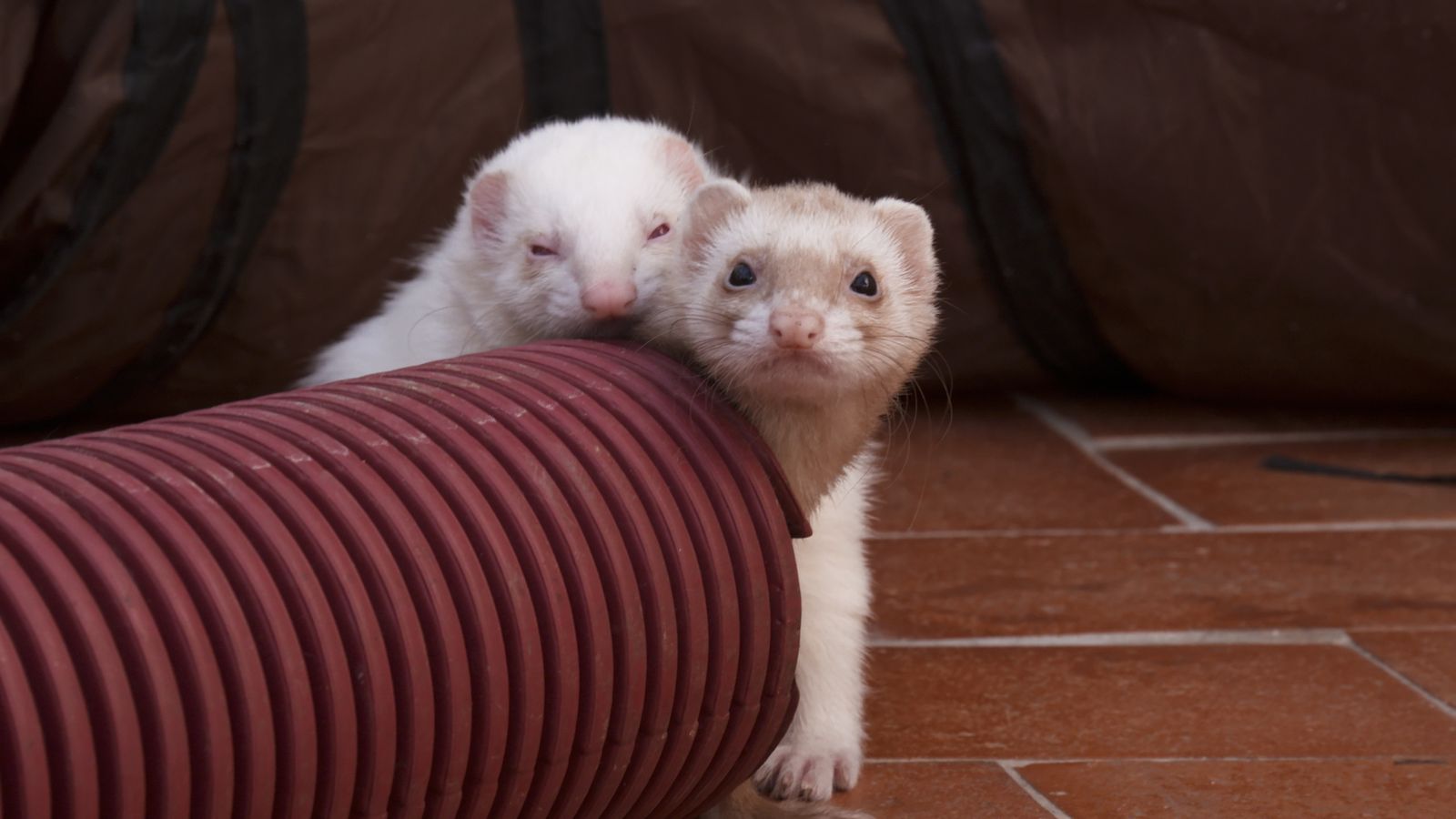 Animalades | Amor animal