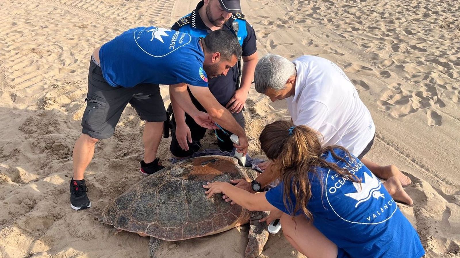 La tortuga a la platja de Gandia