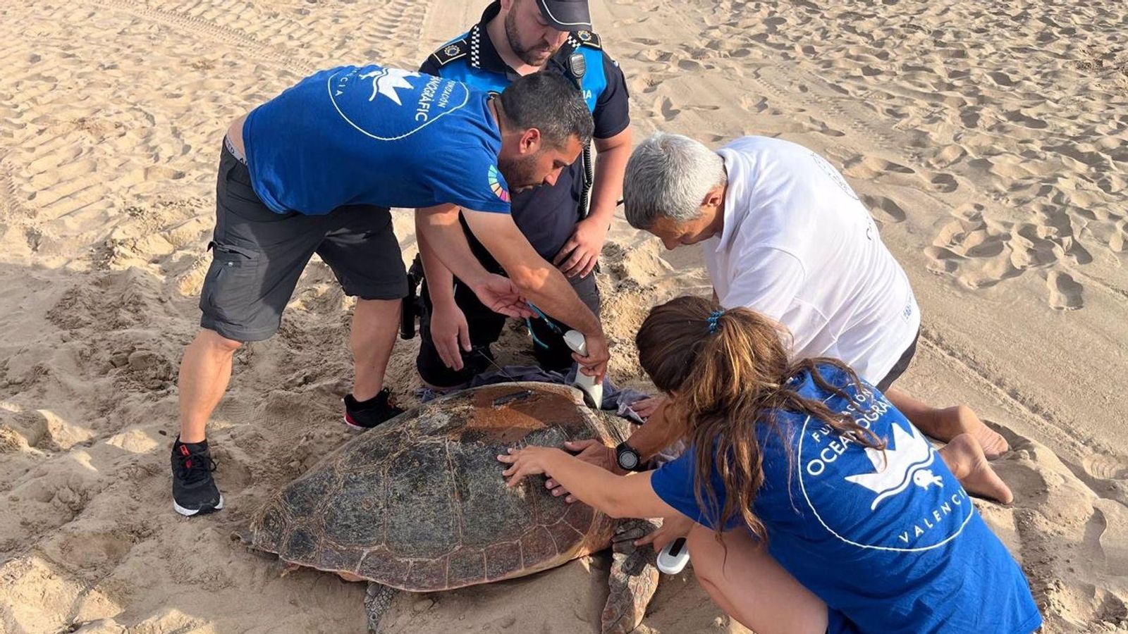 La tortuga a la platja de Gandia La tortuga a la platja de Gandia