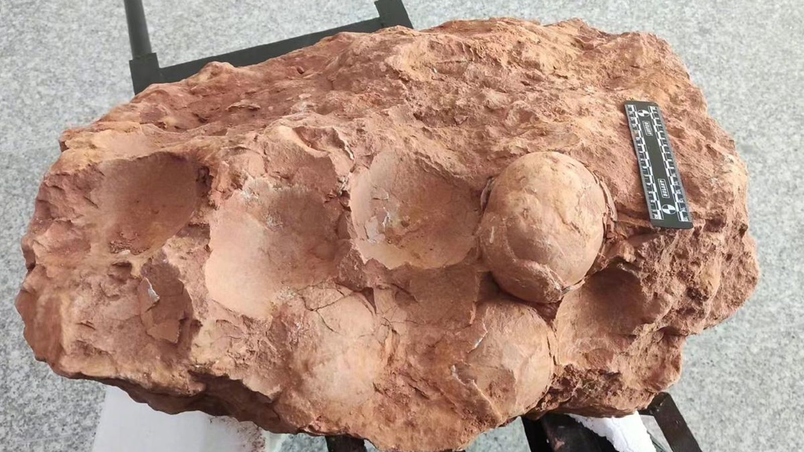 Ous de dinosaure fossilitzats de 80 milions d'anys trobats a la província de Jiangxi, en l'est de la Xina