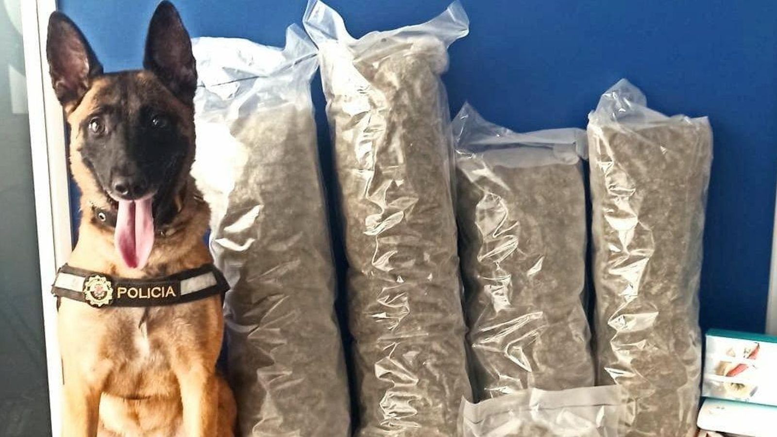 El gos de la unitat canina de la Policia Local d'Alacant amb la marihuana confiscada