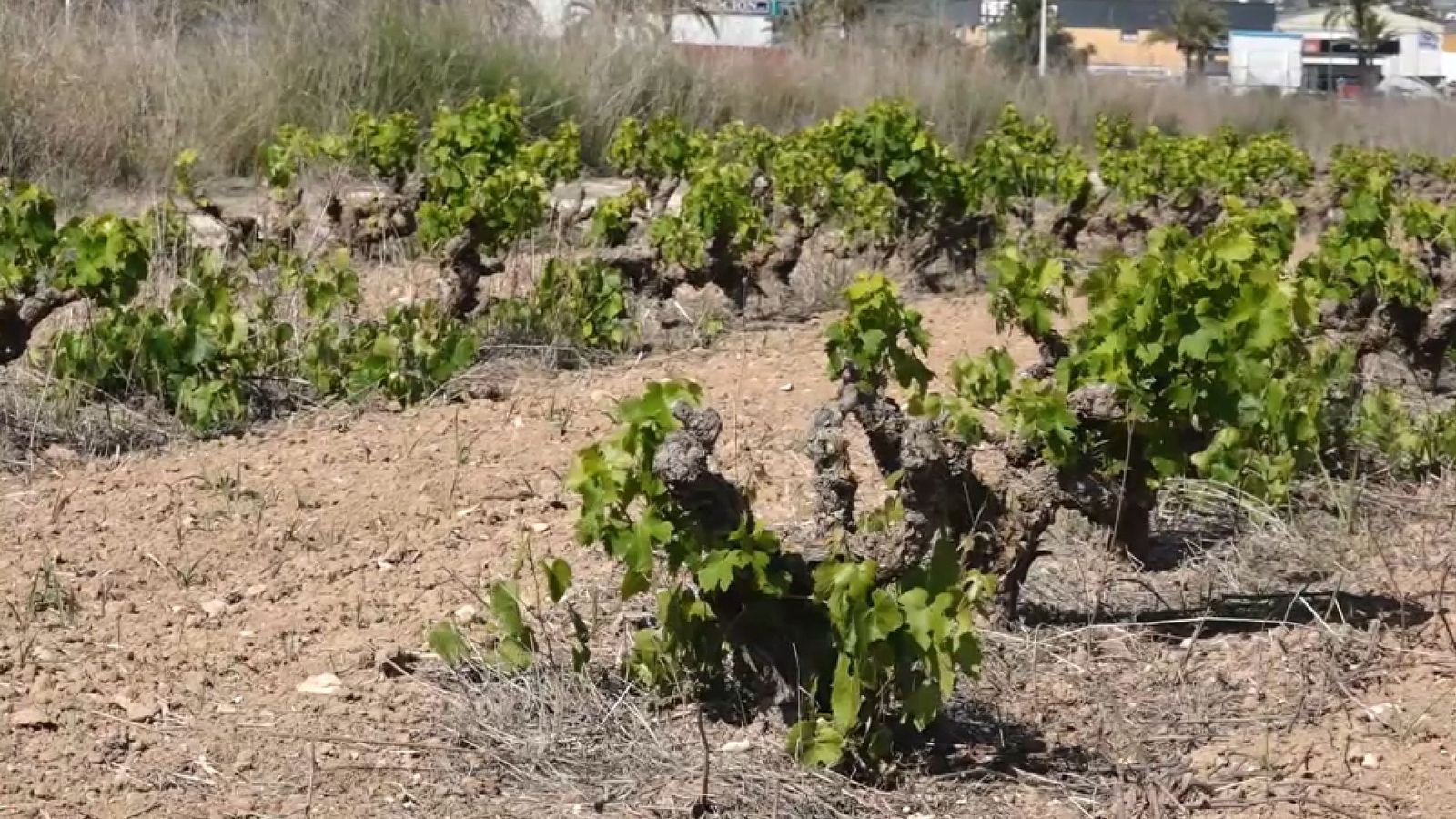 Un camp de raïm del terme de Teulada, on enguany els camps acusen de manera significativa els efectes de la sequera
