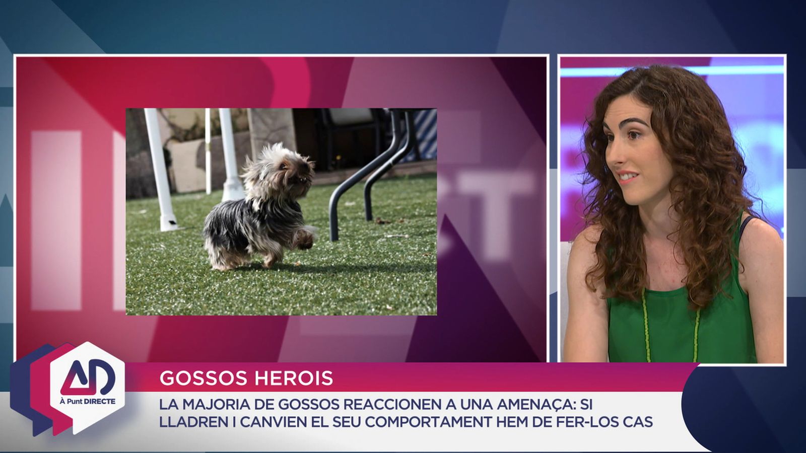 Gossos herois