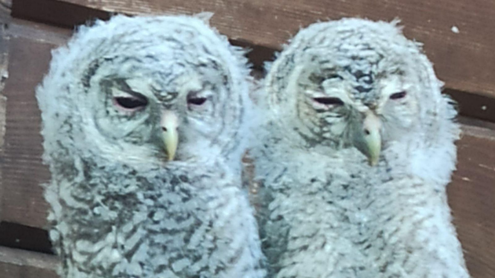 Els dos exemplars de caro rescatats a Xàtiva